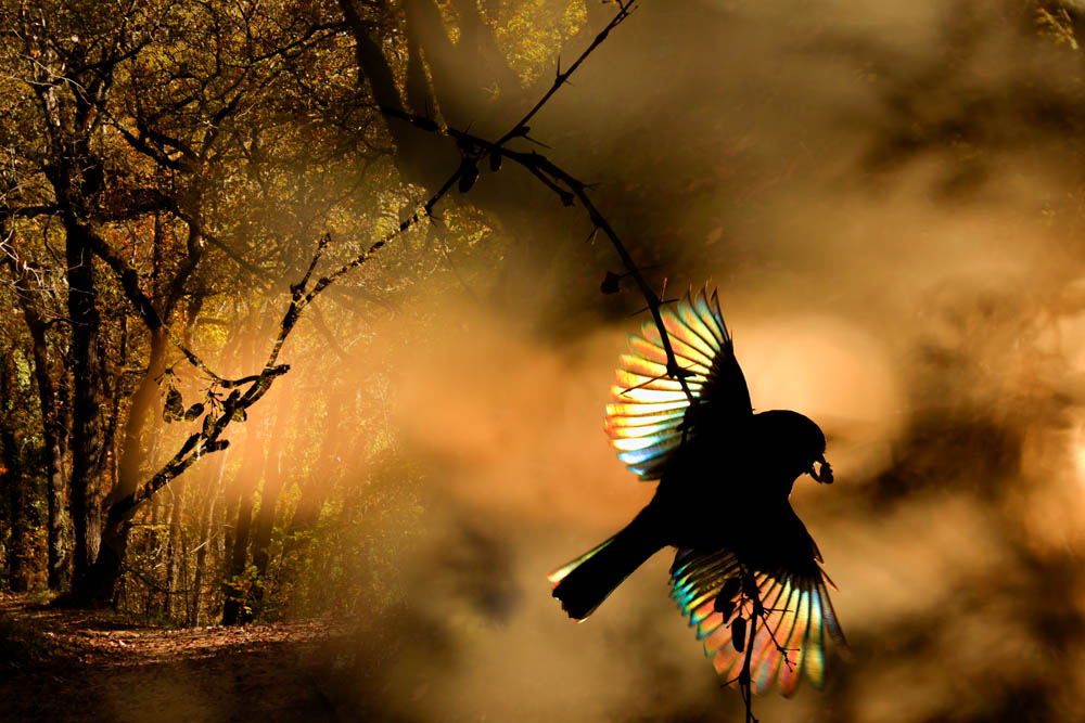 iridescence